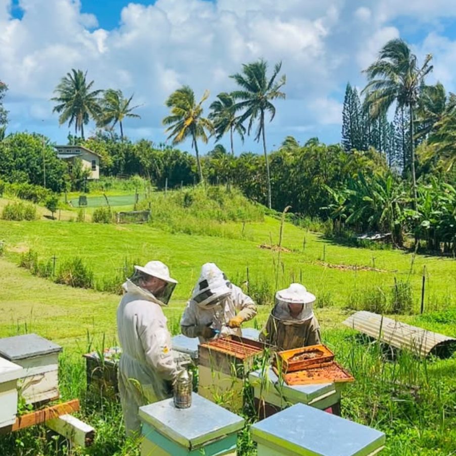 Three people in beekeeping suits working the hive boxes, palms behind