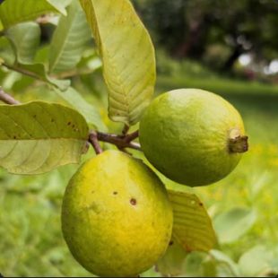 Two guava fruit on the branch, leaves around them