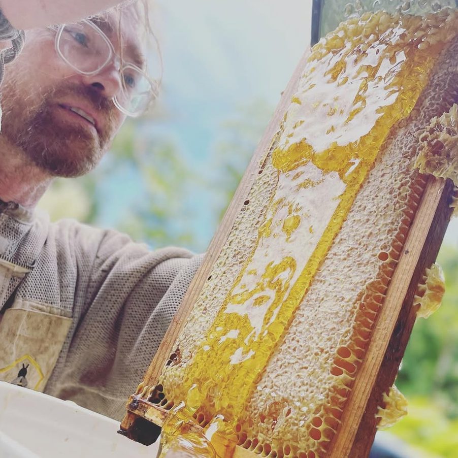 A frame of honeycomb lifted from the hive, dripping with honey