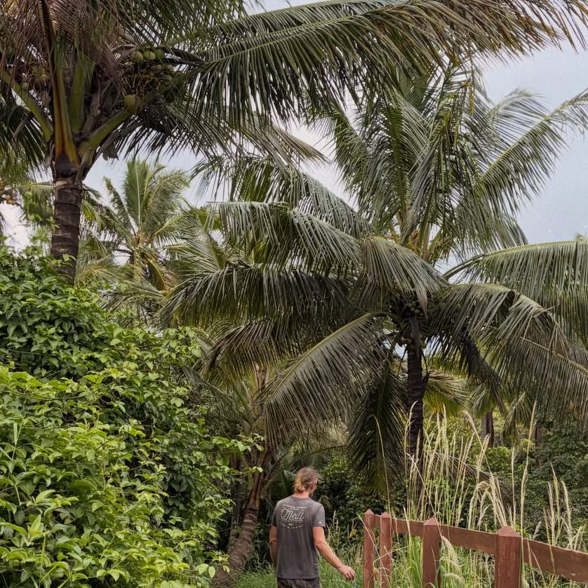 A grassy path under coconut palms, a person walking away from the camera