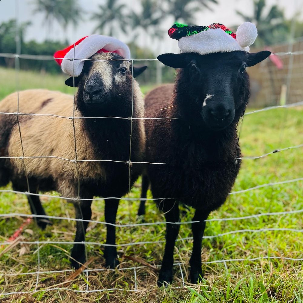 Two sheep at the fence, each wearing a Christmas hat